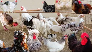 World's Most Popular and Rare Fancy Chicken Breeding Hens Farm