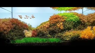 Autumn in Romania dutch aquascape