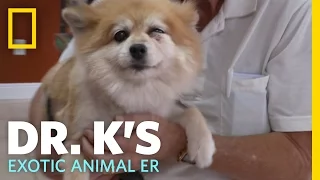 The Only Dog Patient | Dr. K's Exotic Animal ER