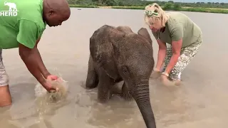 A Hippo Interrupts Baby Elephant Phabeni’s Waterhole Visit!