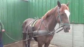 P1 - Breaking your own horse to harness - retraining a horse that bolted pulling a tyre.