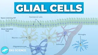 Glial Cells: Astrocytes, Oligodendrocytes, Schwann Cells, Microglia, Ependymal Cells