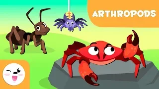 Arthropods for kids - Invertebrate animals - Natural Science For Kids