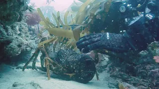 Crayfish (lobster) Dive May 2022, Portsea Back Beach (Victoria, Australia)