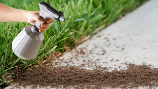 You will never see ants in your garden and house again! The best permanent solution!