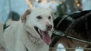 Husky sledding at the Santa Claus Village!