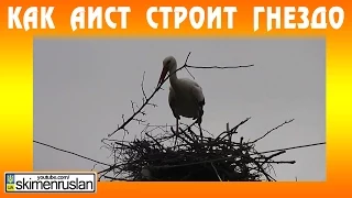 Как Аист строит гнездо