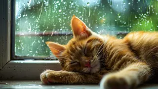 Adorable Orange Cat Purring to Rain Sounds | Ultimate Relaxation Ambiance