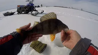 Забрался на одно озеро а там окуня мордатые клюют.