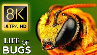 THE LIFE OF BUGS 8K ULTRA HD