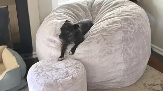 Watch As This Adorable Dog Takes Ownership of a  Brand New Lovesac Moviesac!