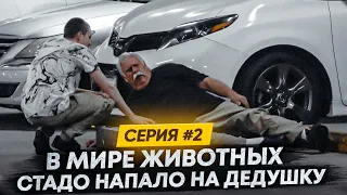 стадо напало на дедушку . серия 2