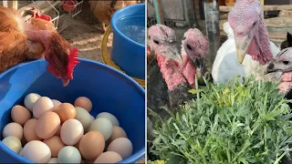 Young hens overtake old hens. I grow turkeys without pills