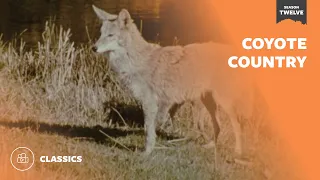 Coyote Country  | Mutual of Omaha's Wild Kingdom