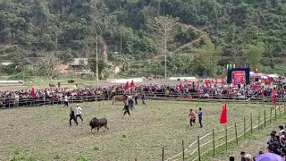 trận chọi bò vòng loại hấp dẫn nhất hội xuân lạc chợ đồn , Bắc Kạn năm 2024.