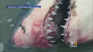 Death Of Great White Shark Being Investigated