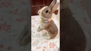 兔兔站起來了！#bunny #rabbit #animal #pet #adorable #lapin #兔子 #兎 #侏儒兔 #うさぎ #ウサギ #토끼 #กระต่าย