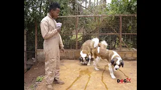 HUGE ST BERNARD,DUTCH SHEPHERD,DOBERMAN PINSCHER, GSD ETC AT REDHILL KENNEL(DOG TV KENYA EPISODE 66)