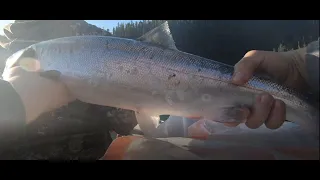 Baker Lake 2021 Washington State Sockeye Salmon Fishing