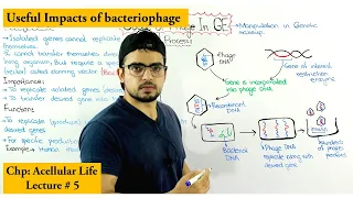 Usage of bacteriophage in Genetic engineering