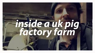 I Went Inside A UK Pig Factory Farm