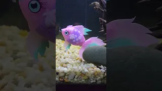 Feeding A Toy Fish To Moby! 😱