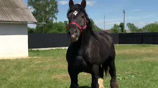 Коні Ваговози.Жеребець Бімбо.Жеребець на Паровку та Продаж👍👍👍🐴🐴🐴🔥🔥🔥