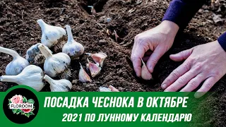 Посадка чеснока в октябре 2021 года по лунному календарю