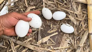 Farm Life | Satisfying harvesting ducks eggs, chicken eggs on the farm