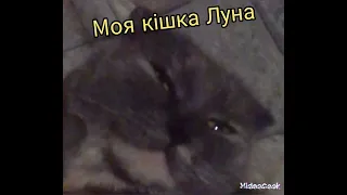 Моя кішка Луна