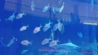Dubai Aquarium and Underwater Zoo: Dubai Mall