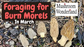 March Burn Morels