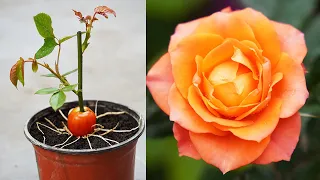 How To Grow Roses With Tomatoes Simple But Effective