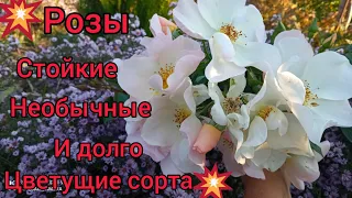 💥РОЗЫ🌹💥-стойкие и цветущие😍👍! новинки и старожилы, обзор сада(20 октября)