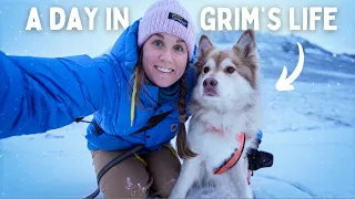 Grim's DAILY LIFE on an island close to the North Pole︱*how I got him, baby photos, diet︱Svalbard