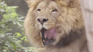 World Lion Day with Ernest and Ellen