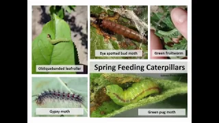 Apple IPM Workshop: Part 4 Direct Insect Pests (Early Season)