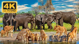 4K African Wildlife : Discover Beautiful Wildlife of Hwange National Park With Real Sounds