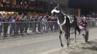 Wiggle It JiggleIt Breeders Crown feature 2016