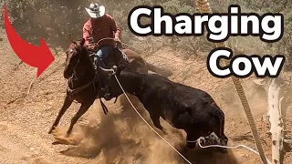 Roping a Mean Cow GONE WRONG! (Desert Cattle Drive)