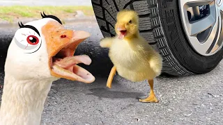 Experiment Car vs Watermelon, Duckling, Dinosaur, Superhero | Crushing Crunchy & Soft Things by Car