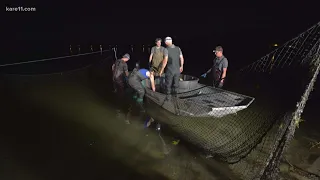 Invasive carp removal is a thing and the video is really cool too