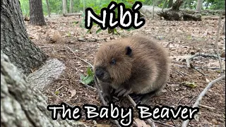 Nibi the Baby Beaver