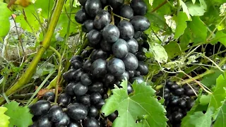 Виноград Барон (Бурдака)22:09:2023р.Baron grapes.