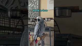 Gizmo and Bloob are already learning so much from each other 🥰😍 #talkingparrot #africangrey