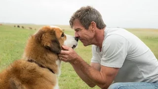 Собачья жизнь / A Dog's Purpose (2017) Дублированный трейлер HD