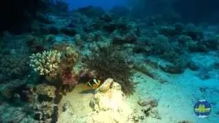 Red Sea UNDERWATER, Part3. Красное море, подводный мир. Часть 3
