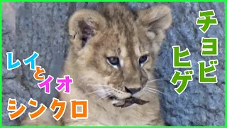 チョビヒゲレイちゃん▽▲イオママとシンクロ【旭山動物園 オリトとイオ ライオンの赤ちゃん】