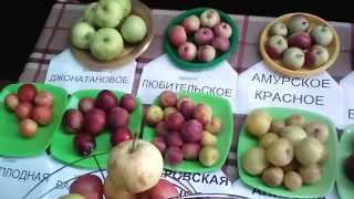 Обзор плодовых . По названиям. ЛПХ Макаревич Уссурийск.