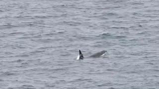 Orca off Noss Head  |  05/06/2022